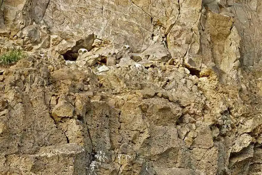 These Owls Are Fully Camouflaged In The Rocky Mountain