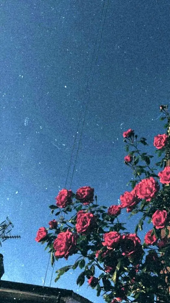 Tumblr Wallpapers - Roses and stars