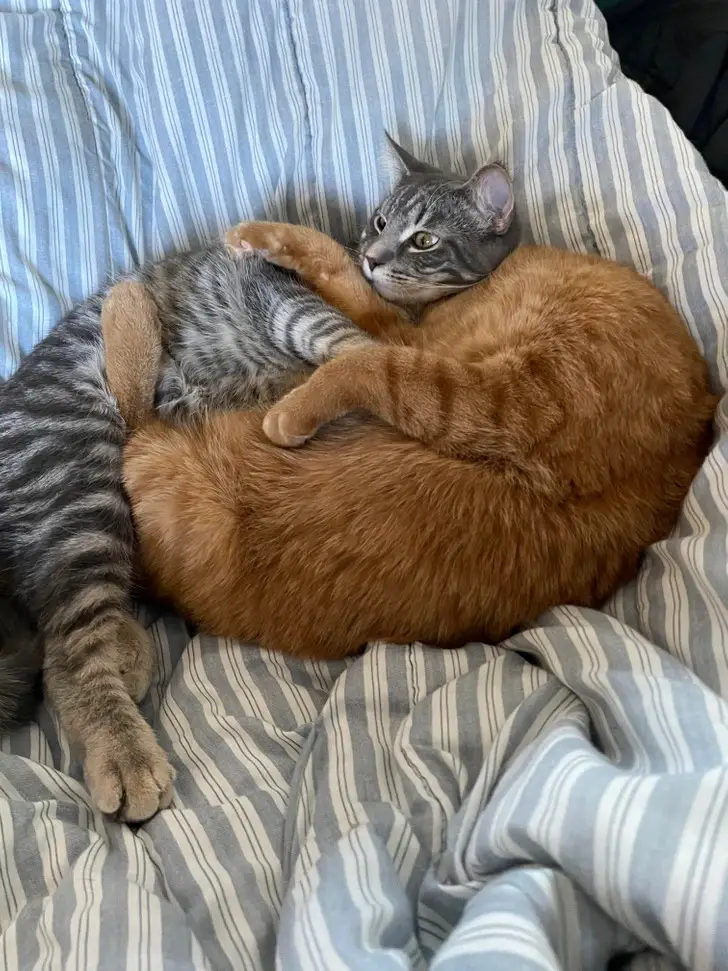 Two Cats With One Head