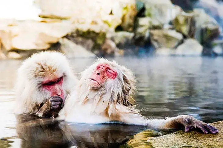 Two Little Monkeys In The Water