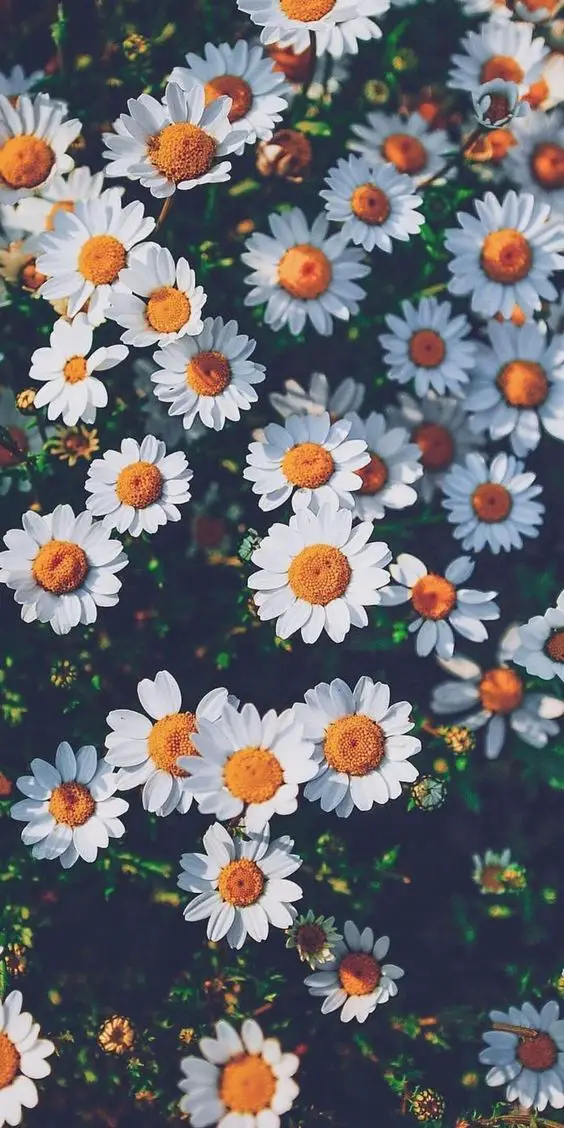 Wallpapers To Be A Tumblr Girl - Flowers