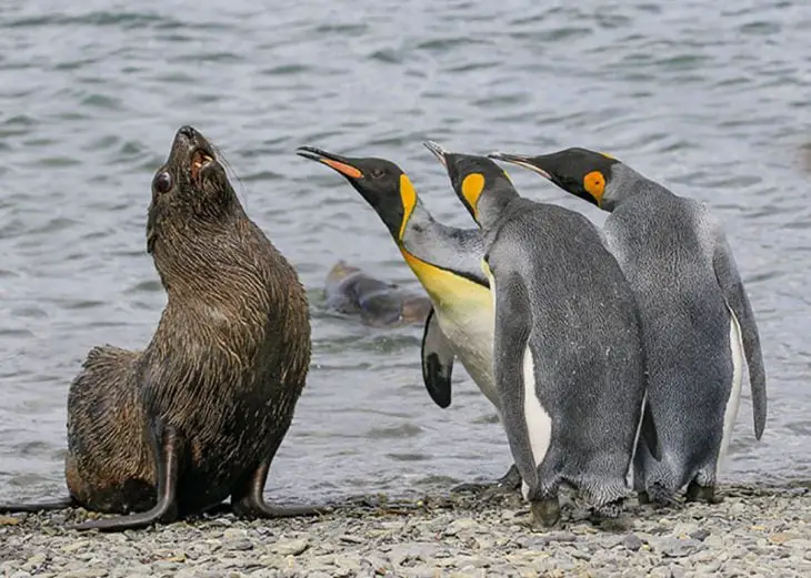 Walrus And Penguins
