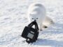 White Fox Stealing Camera