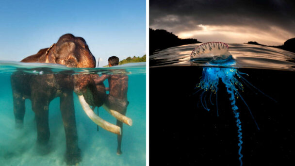 Amazing Underwater World Photos