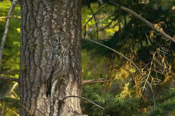 Camouflaged Owl With Tree In Background