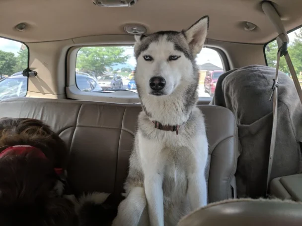 Dog getting bored sitting in the car