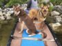 Funny dogs on boat