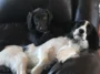 Funny Dogs Sitting On Couch