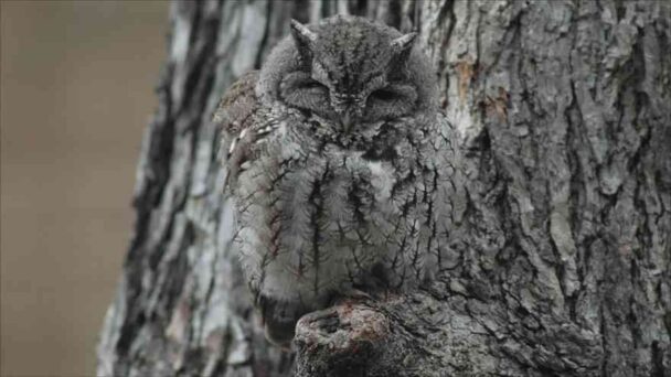 Grey Owl Camouflaged With Tree