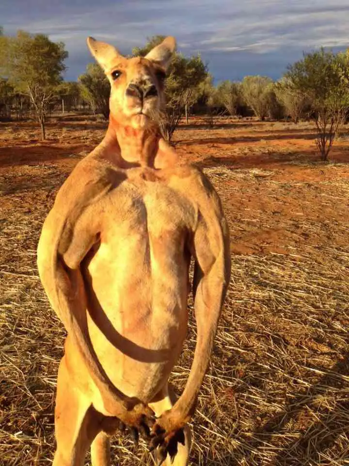 Kangaroo Showing All Its Muscles