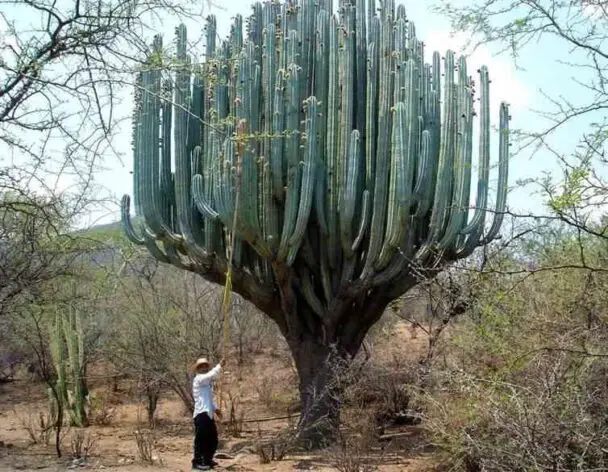 Largest Cactus In The World