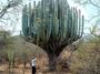 Largest Cactus In The World