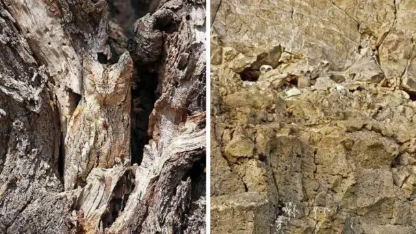 Perfectly Camouflaged Owls