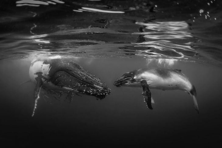 Underwater Photography 2018 natgeo