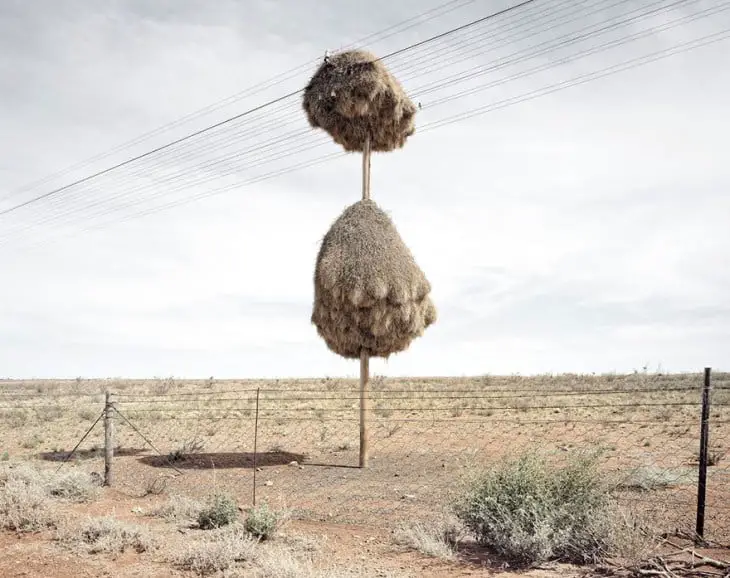 Bird's nest made of straw on a light pole