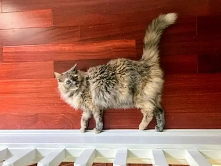 A Cat That Walks On Walls With Great Ease