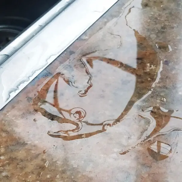 A Shark Appeared In A Puddle On The Kitchen Countertop