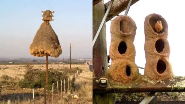 Animals Architects See Stunning Homes