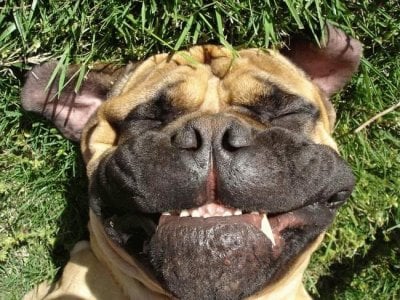 Beautiful Laughing Dog Face