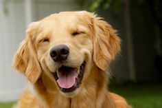 Beautiful smile of this golden retriever dog