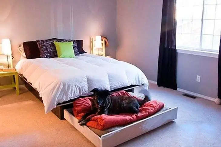 Bed for humans and dogs