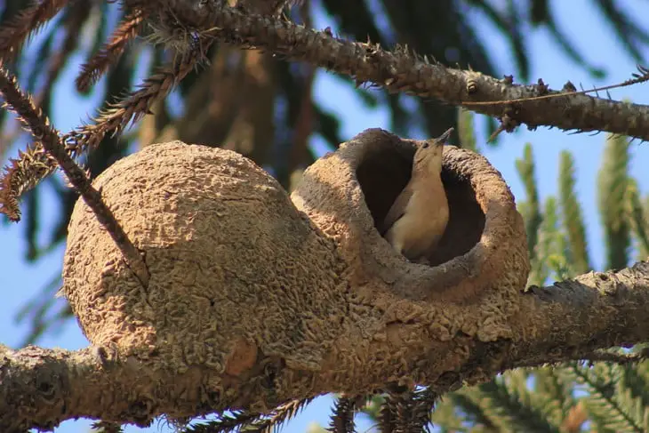 Bird's nest made of mud and sticks
