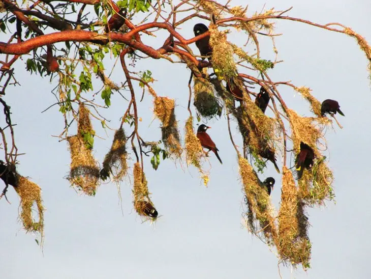 Birds making nests hanging from the branches of a tree