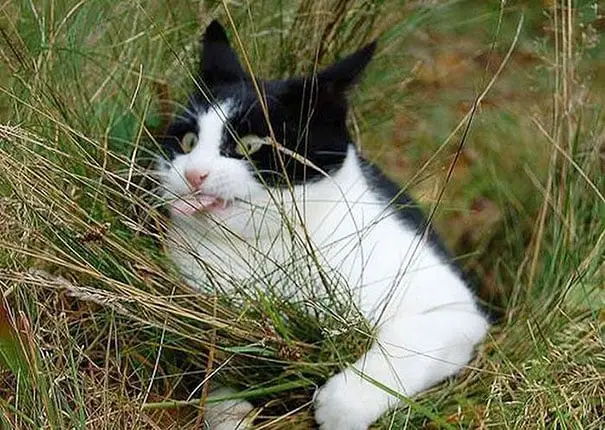 Black White Cat Grabbing Grass
