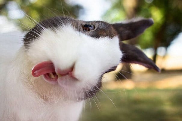 Bunny sticking out its tongue