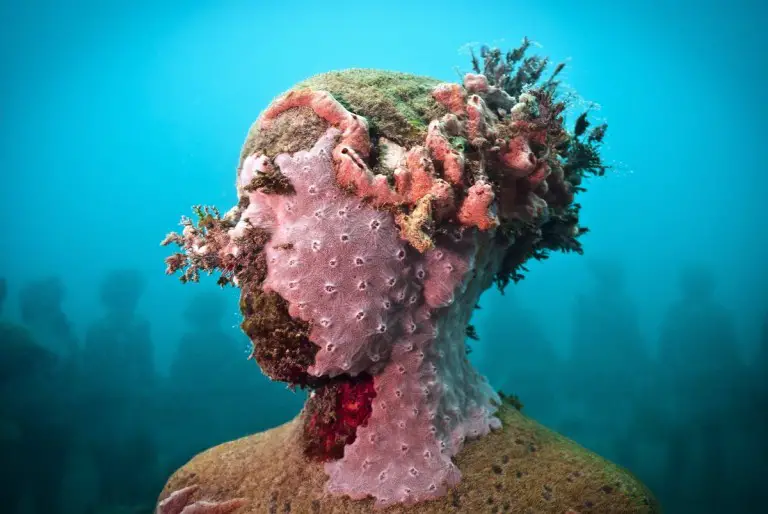 Coral Growing On The Face Of The Statue