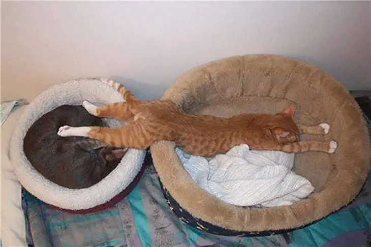 Cat That Needs Two Beds To Sleep On