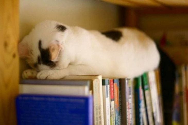 Cat Who Loves Books