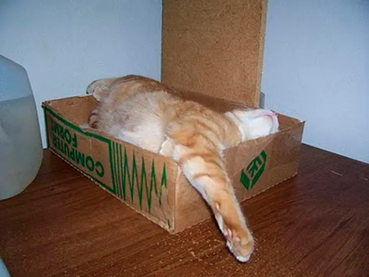 Cat asleep in a box where it doesn't fit