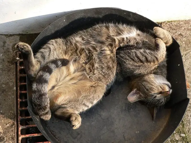 Cat asleep in a giant frying pan