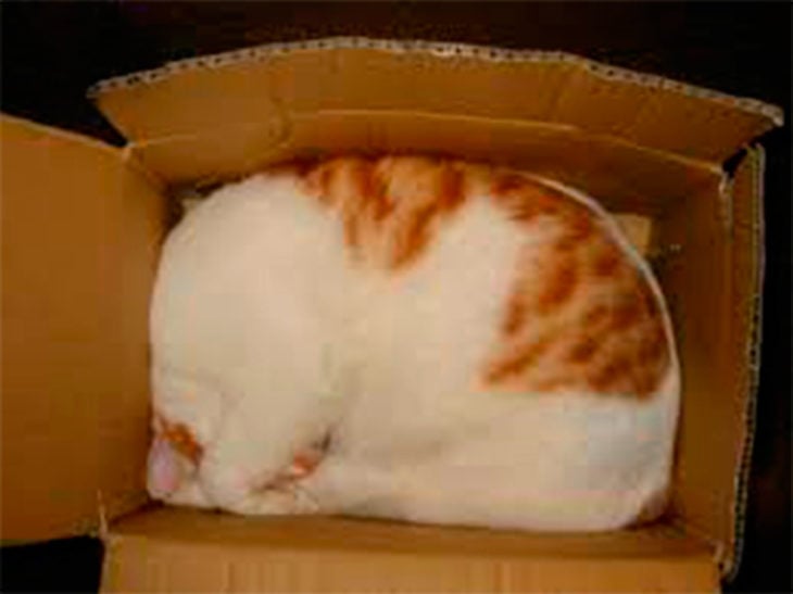 Cat asleep inside a small box