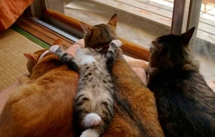Cat asleep on top of other animals