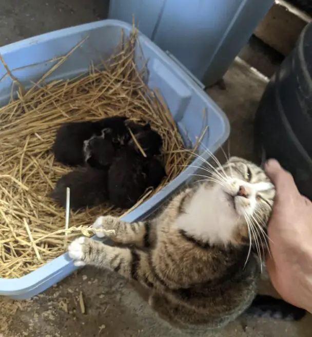 Cat Just Gave Birth And She's Very Proud