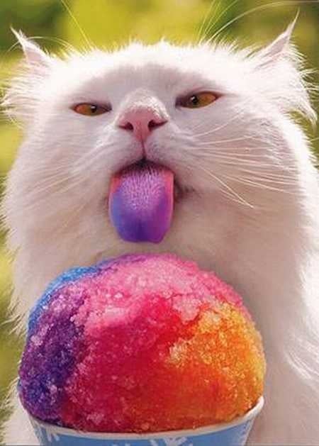 Cat with its whole tongue painted from eating ice cream
