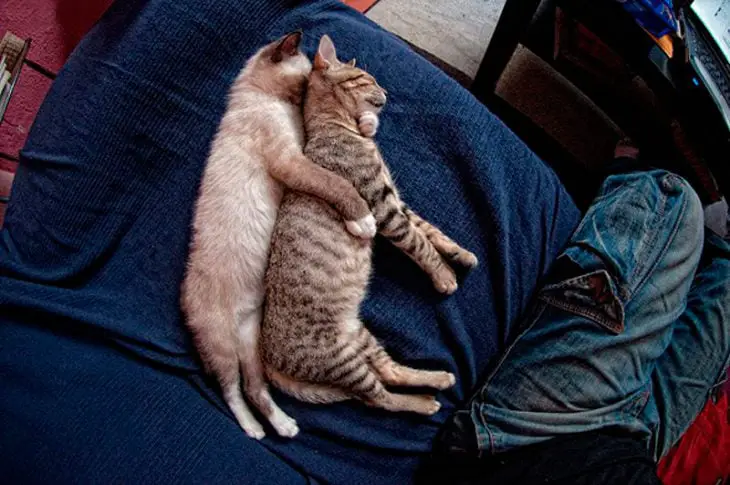 Cats asleep together