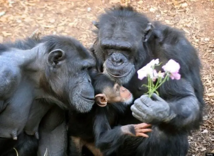 Chimpanzee family 