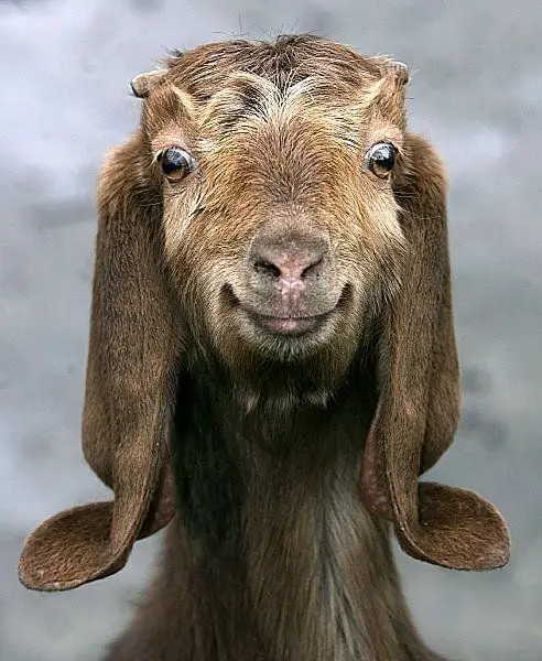 Crazy Face Goat