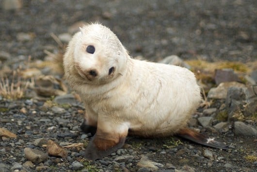 Cute Tender Seal