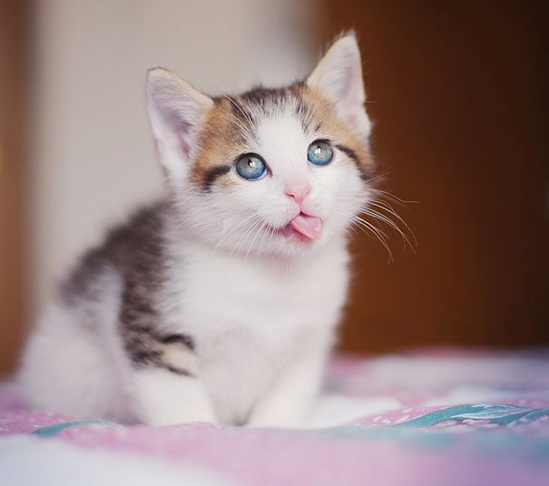 Cute kitten soon for photo