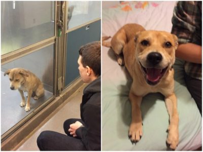 Dog Before And After Being Adopted