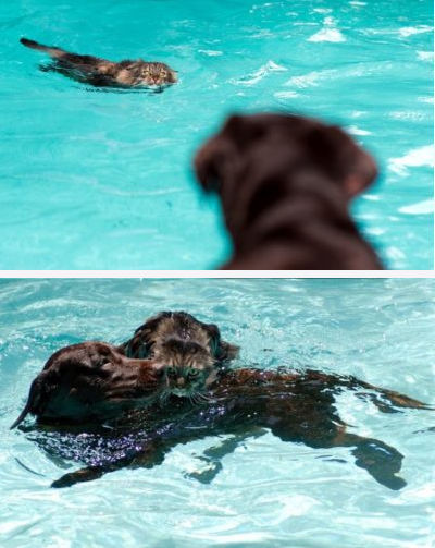 Dog Swimming Saving A Cat In The Pool