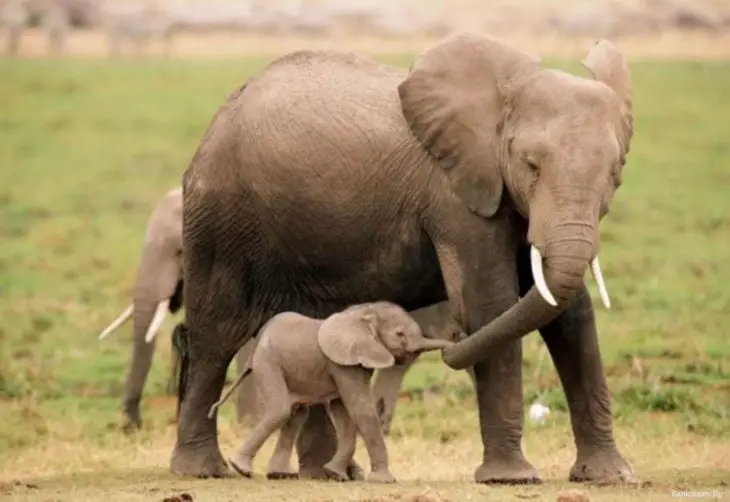 Elephant mom and her baby
