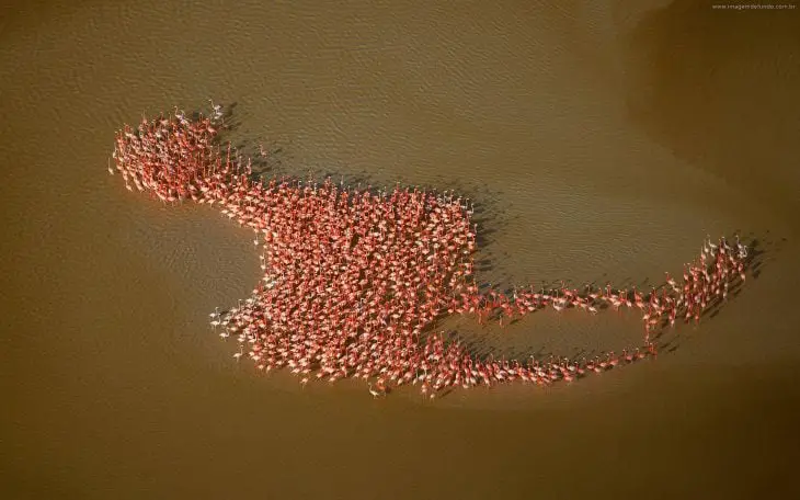 Flamingos training