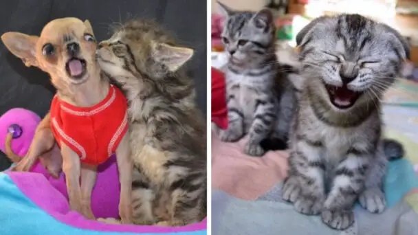 Funny Pictures Of Animals Making Funny Expressions