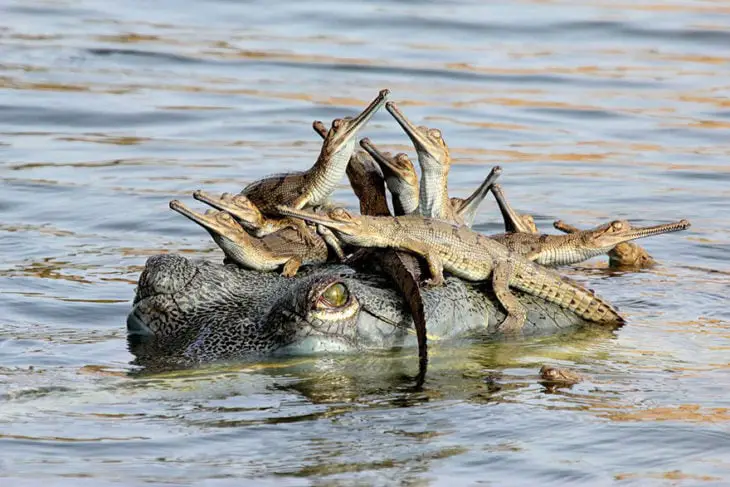 Gharial Mom and Her Offspring 