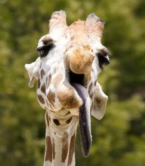 Giraffe with dormant tongue